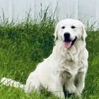 Prince, a male English Cream Golden Retriever for sale in Camp Douglas, WI – Photo 5 of 5
