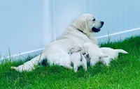 Prince, a male English Cream Golden Retriever for sale in Camp Douglas, WI – Photo 3 of 5