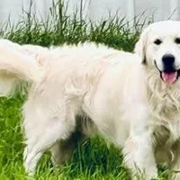 Prince, a male English Cream Golden Retriever for sale in Camp Douglas, WI – Photo 2 of 5