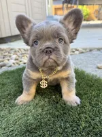 Brochacho , a male French Bulldog for sale in American Canyon, CA – 6 of 6