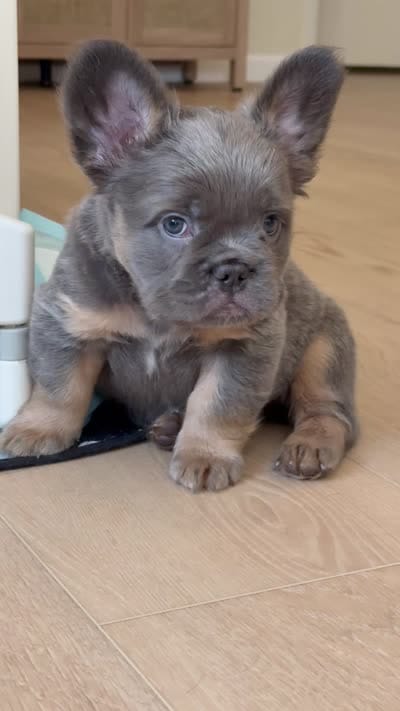 Brochacho , a male French Bulldog for sale in American Canyon, CA – 4 of 6