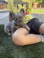 Brochacho , a male French Bulldog for sale in American Canyon, CA – 5 of 6