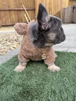 Brochacho , a male French Bulldog for sale in American Canyon, CA – 2 of 6