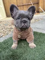 Brochacho , a male French Bulldog for sale in American Canyon, CA – 3 of 6
