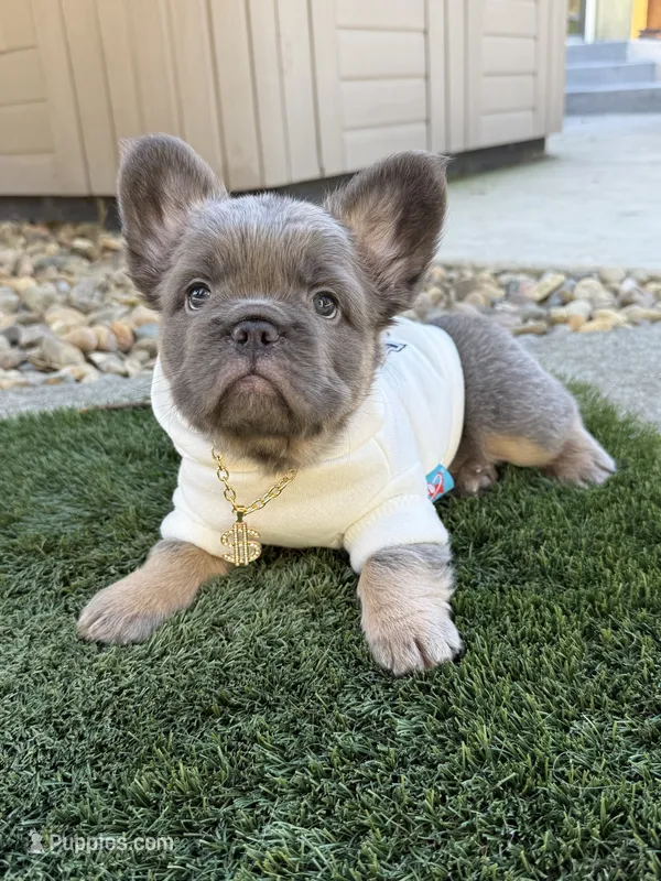 Brochacho  – French Bulldog puppy for sale in American Canyon, CA