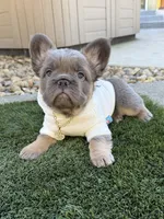 Brochacho , a male French Bulldog for sale in American Canyon, CA – 1 of 6