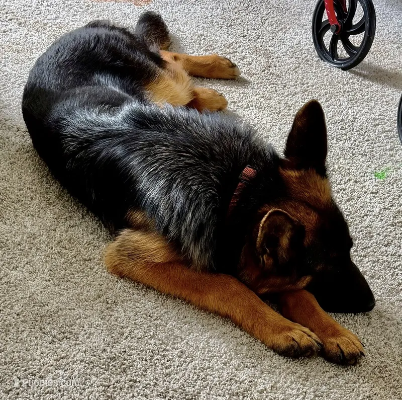 Athena – German Shepherd Dog puppy for sale in Overland Park, KS