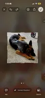 Athena, a female German Shepherd Dog for sale in Overland Park, KS – 2 of 2