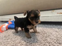 CKC Teacup girl A, a female Yorkshire Terrier for sale in Summerville, SC – 1 of 6