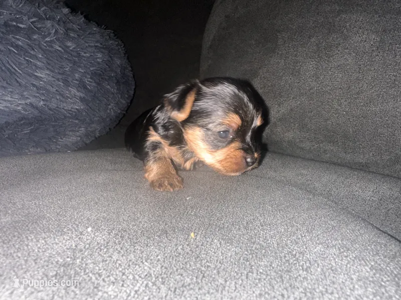 Teacup girl D – Yorkshire Terrier puppy for sale in Summerville, SC