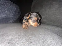 Teacup girl D, a female Yorkshire Terrier for sale in Summerville, SC – 1 of 7