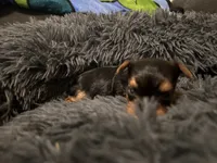 Teacup girl D, a female Yorkshire Terrier for sale in Summerville, SC – 2 of 7