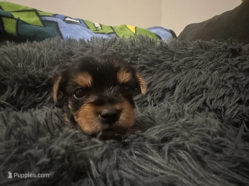 Teacup girl B – Yorkshire Terrier puppy for sale in Summerville, SC