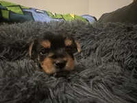 Teacup girl B, a female Yorkshire Terrier for sale in Summerville, SC – 1 of 6