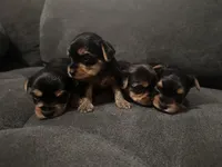 Teacup girl C, a female Yorkshire Terrier for sale in Summerville, SC – 3 of 6