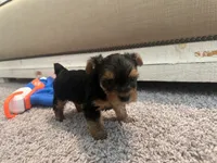 CKC Teacup girl A, a female Yorkshire Terrier for sale in Summerville, SC – 6 of 6