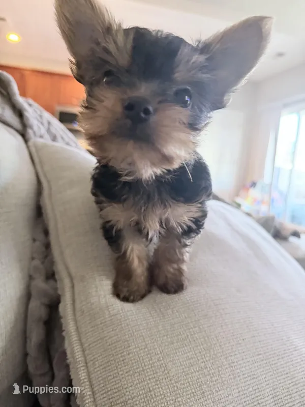 Boy teacup Yorkie 