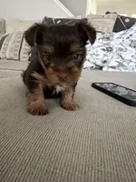 Charlie’s girl- ckc chocolate Yorkie , a female Yorkshire Terrier for sale in Summerville, SC – Photo 7 of 8