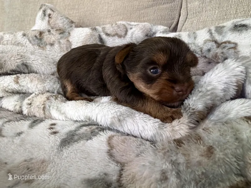Charlie’s girl- ckc chocolate Yorkie  – Yorkshire Terrier puppy for sale in Summerville, SC