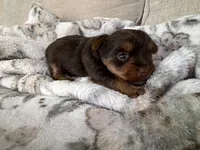 Charlie’s girl- ckc chocolate Yorkie , a female Yorkshire Terrier for sale in Summerville, SC – Photo 1 of 4