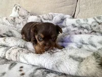 Charlie’s girl- ckc chocolate Yorkie , a female Yorkshire Terrier for sale in Summerville, SC – Photo 3 of 4