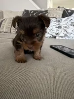 Charlie’s girl- ckc chocolate Yorkie , a female Yorkshire Terrier for sale in Summerville, SC – Photo 8 of 8