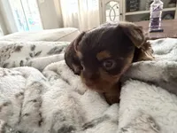Charlie’s girl- ckc chocolate Yorkie , a female Yorkshire Terrier for sale in Summerville, SC – Photo 6 of 8