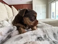 Charlie’s girl- ckc chocolate Yorkie , a female Yorkshire Terrier for sale in Summerville, SC – Photo 5 of 8