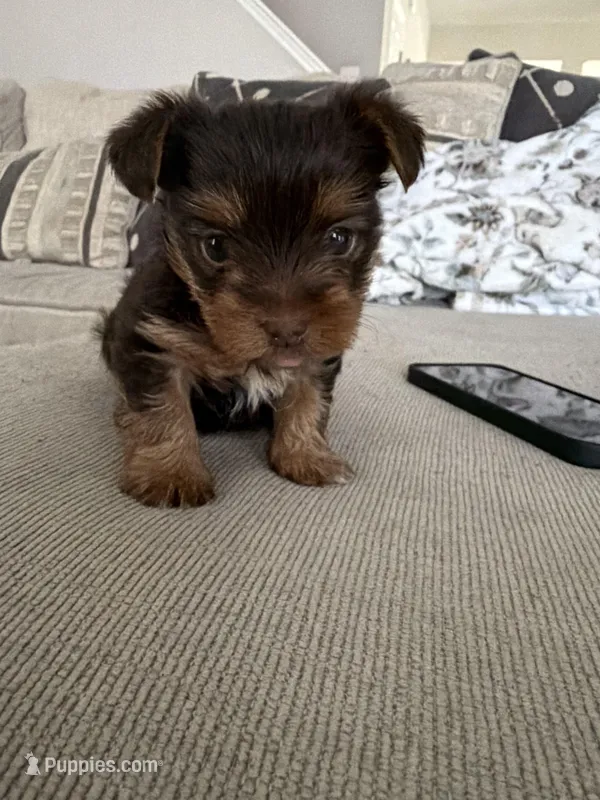 Charlie’s girl- ckc chocolate Yorkie  – Yorkshire Terrier puppy for sale in Summerville, SC