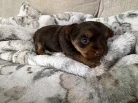 Charlie’s girl- ckc chocolate Yorkie , a female Yorkshire Terrier for sale in Summerville, SC – Photo 2 of 4