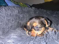 Teacup girl C, a female Yorkshire Terrier for sale in Summerville, SC – 4 of 6