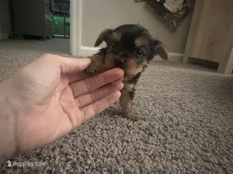 Teacup girl B – Yorkshire Terrier puppy for sale in Summerville, SC