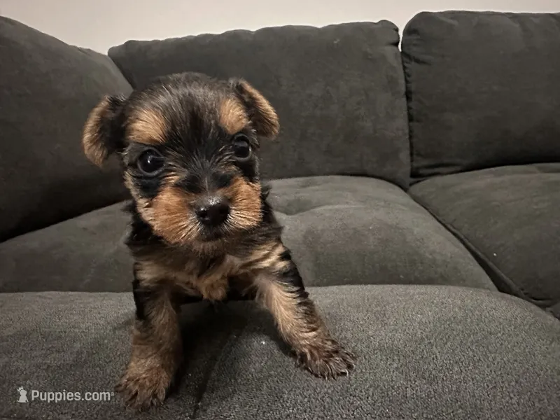 Teacup girl D – Yorkshire Terrier puppy for sale in Summerville, SC