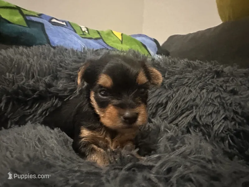 Teacup girl A – Yorkshire Terrier puppy for sale in Summerville, SC