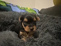 Teacup girl A, a female Yorkshire Terrier for sale in Summerville, SC – 2 of 6