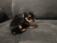 Teacup girl D, a female Yorkshire Terrier for sale in Summerville, SC – 3 of 7