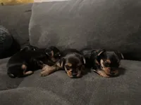 Teacup girl B, a female Yorkshire Terrier for sale in Summerville, SC – 2 of 6