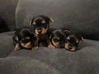 Teacup girl B, a female Yorkshire Terrier for sale in Summerville, SC – 4 of 6