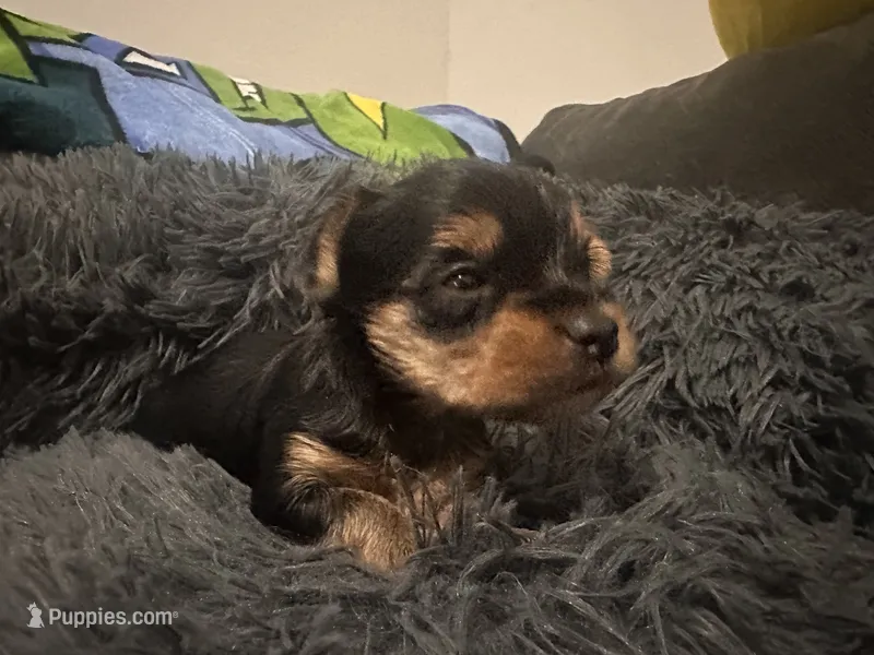 Teacup girl A – Yorkshire Terrier puppy for sale in Summerville, SC