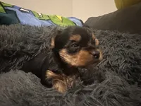 Teacup girl A, a female Yorkshire Terrier for sale in Summerville, SC – 1 of 6
