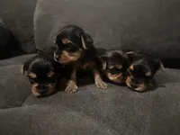 Teacup girl B, a female Yorkshire Terrier for sale in Summerville, SC – 3 of 6