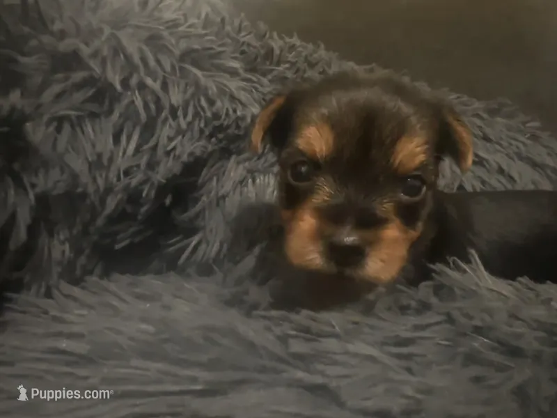 Teacup girl C – Yorkshire Terrier puppy for sale in Summerville, SC