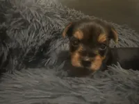 Teacup girl C, a female Yorkshire Terrier for sale in Summerville, SC – 1 of 6