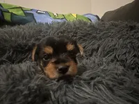 Teacup girl B, a female Yorkshire Terrier for sale in Summerville, SC – 6 of 6