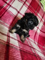 Dixie, a female Yorkipoo and Poodle - Toy  for sale in Pilot Mountain, NC – 4 of 7