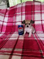 Minnie, a female Chihuahua for sale in Pilot Mountain, NC – 3 of 3