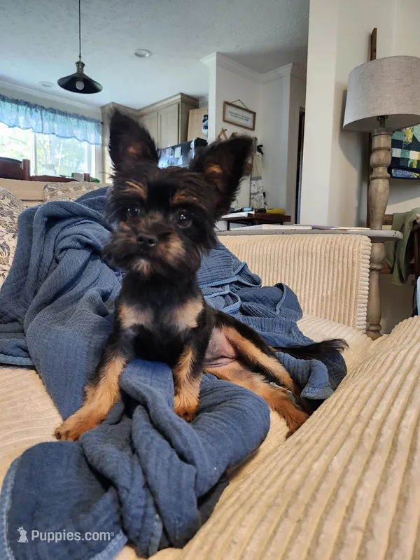 Darla – Yorkshire Terrier, Poodle - Toy  puppy for sale in Pilot Mountain, NC