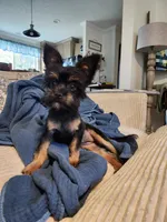 Darla, a female Yorkshire Terrier and Poodle - Toy  for sale in Pilot Mountain, NC – 1 of 5