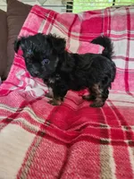 Dixie, a female Yorkipoo and Poodle - Toy  for sale in Pilot Mountain, NC – 2 of 7