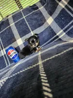 Tito, a male Chihuahua for sale in Pilot Mountain, NC – 2 of 3